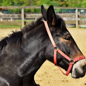 Mule side portrait