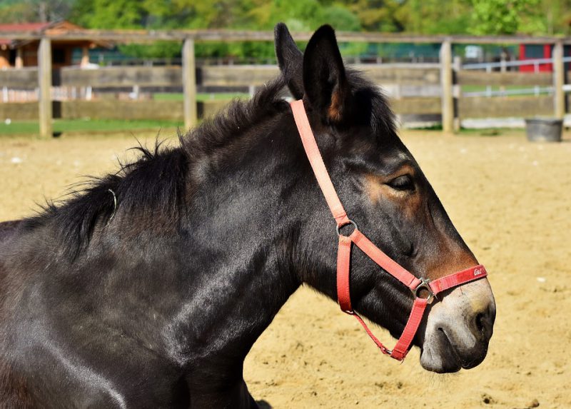 Mule side portrait