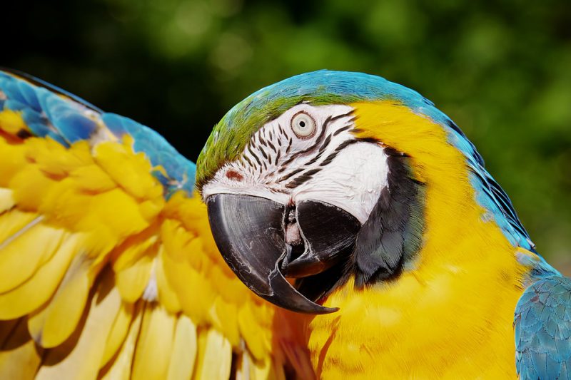 Parrot portrait