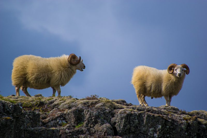Two rams on a cliff