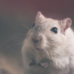 Dramy rat portrait