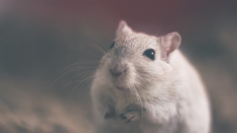 Dramy rat portrait