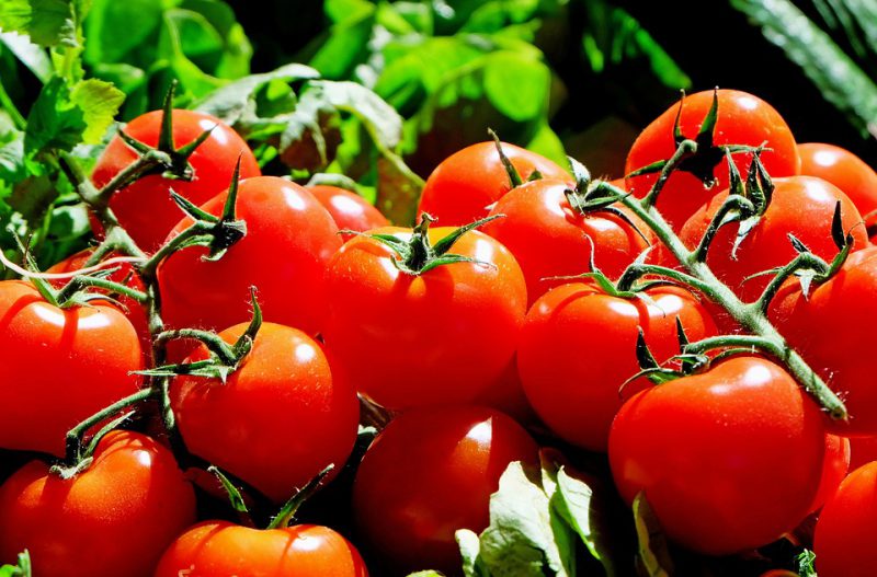 Fresh and ripped tomatoes