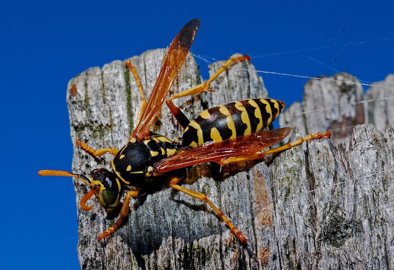 Wasp collecting wood