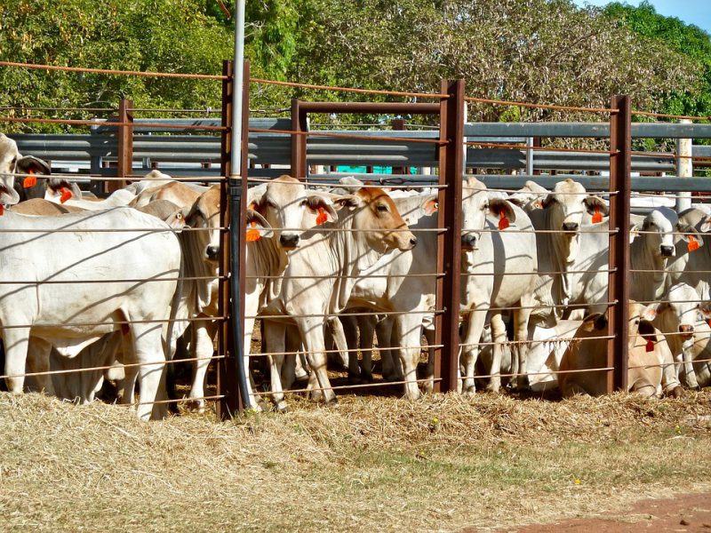 Cattle in the pen