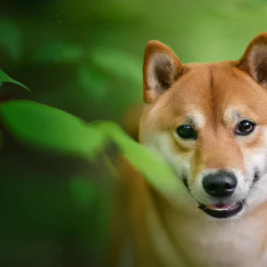 Dog posing in the forest.