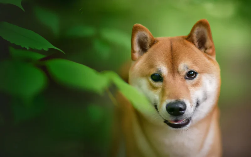 Dog posing in the forest.