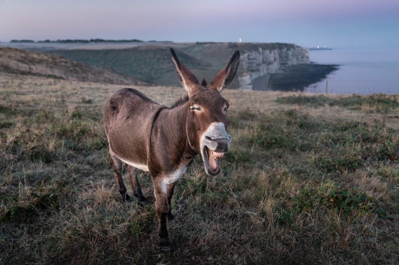 The donkey walks and brays