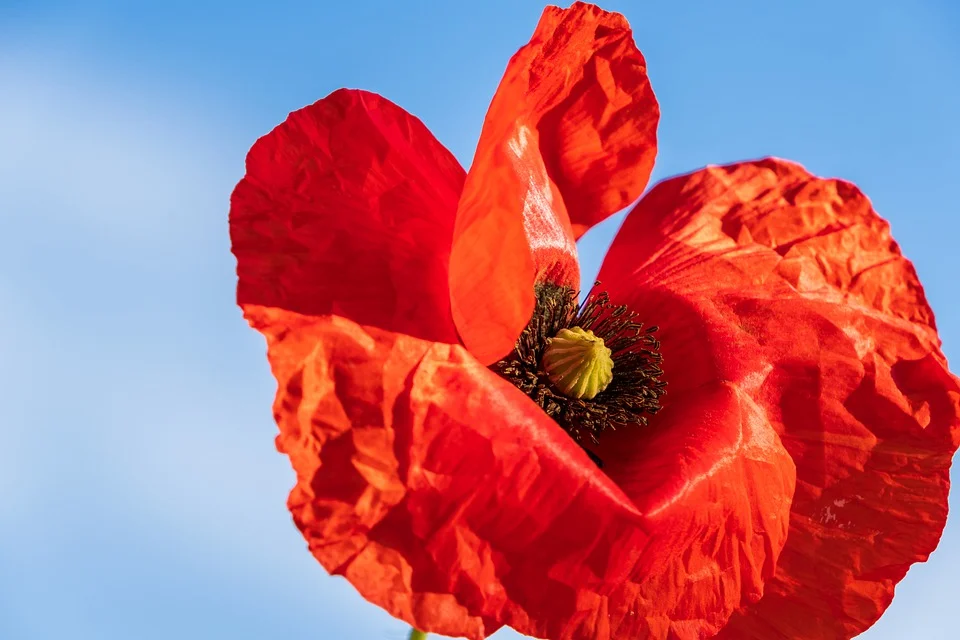 Poppy flower