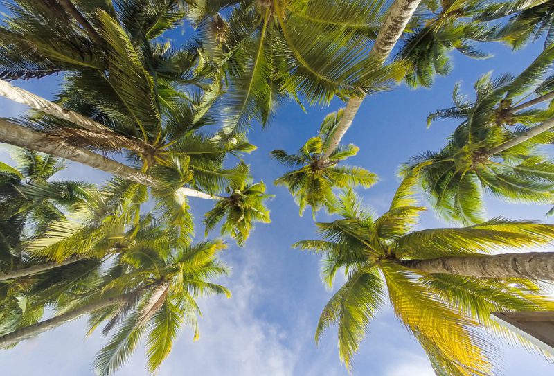 Palm trees photographed from below