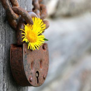 Rusty chain and padlock with dandelion