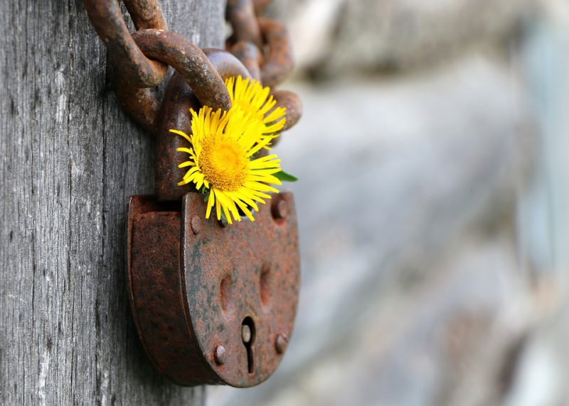 Rusty chain and padlock with dandelion