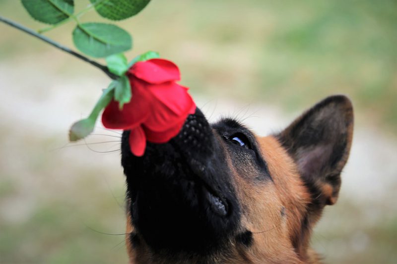 The sheepdog smells a rose