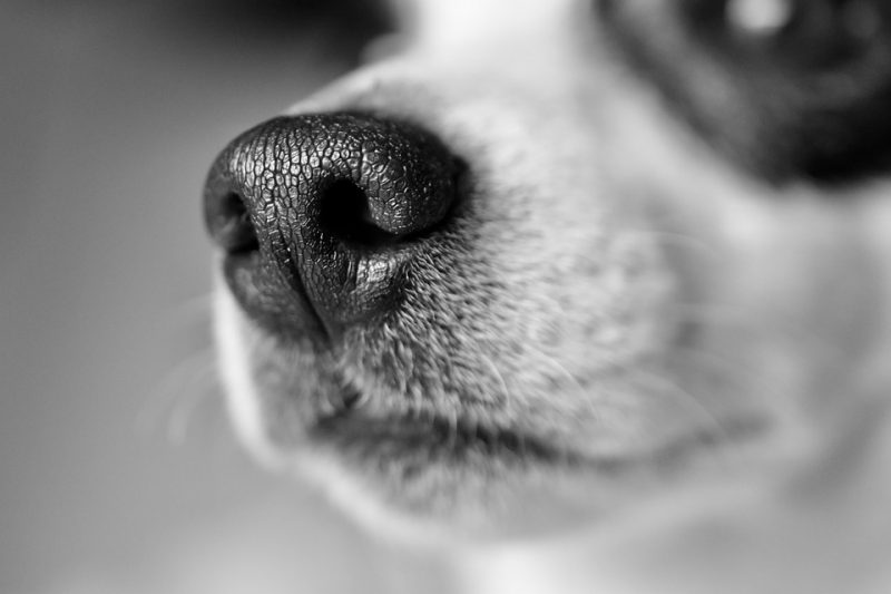 A dog's muzzle