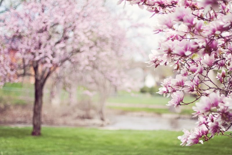 Trees in bloom