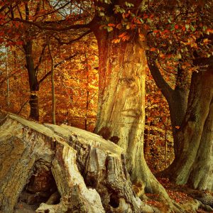A large tree stump on a forest slope in autumn