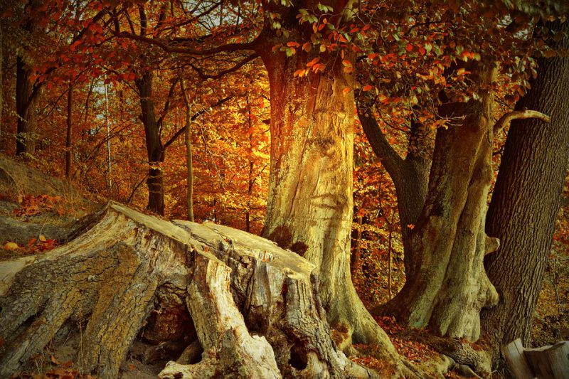 A large tree stump on a forest slope in autumn
