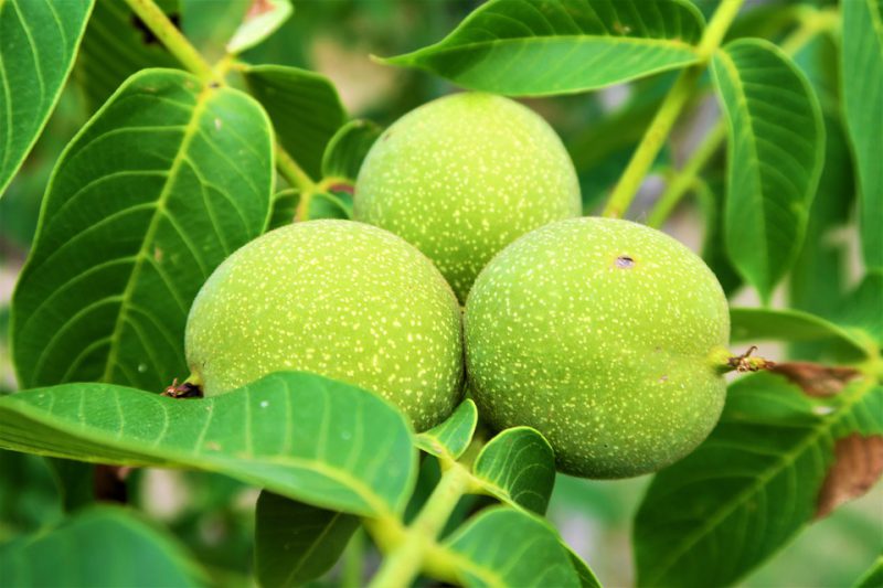 Nuts in a green shell on a branch