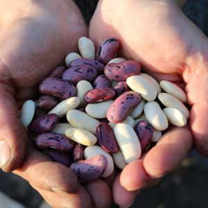 Handfuls of beans