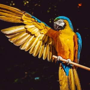 A bird in a dream