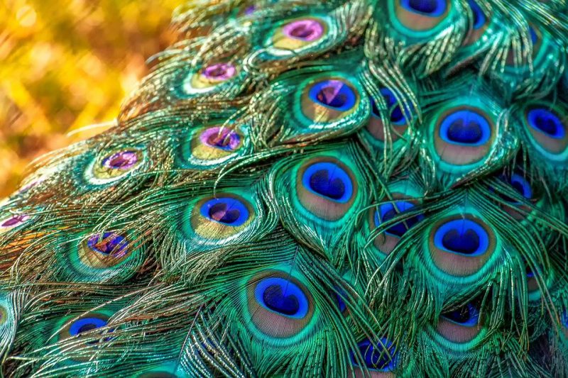 Peacock tail feathers