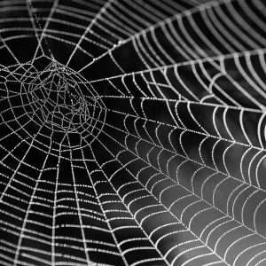 Spider web