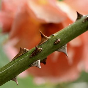Rose thorn