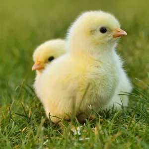 Two chickens on the grass