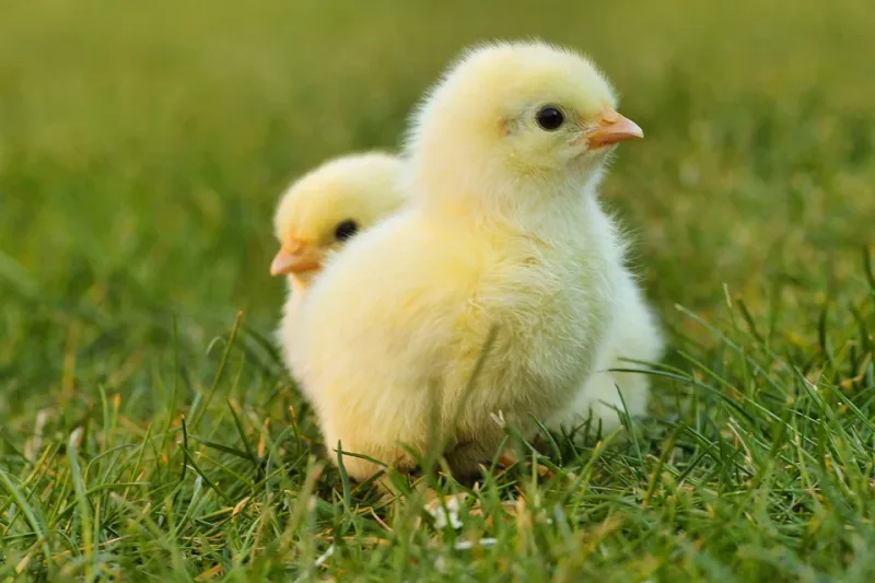 Two chickens on the grass