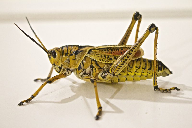 Dream of a grasshopper