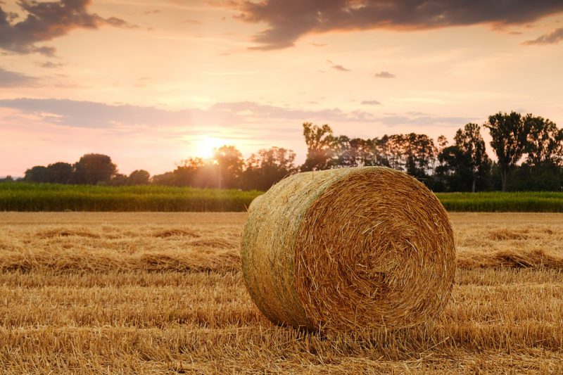 A bale of hay in the field