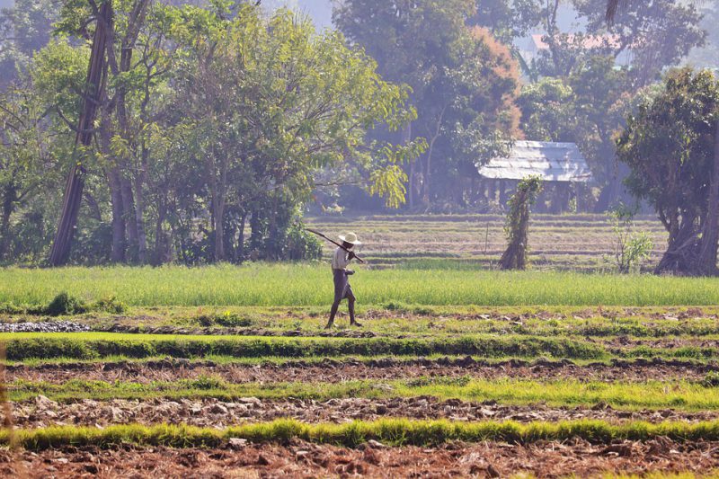 A peasant works in the field