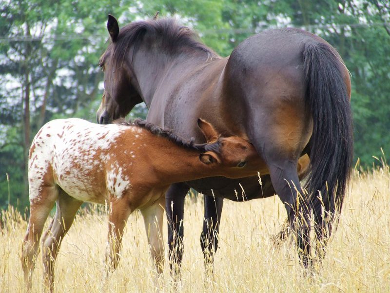 A mare is nursing a foal