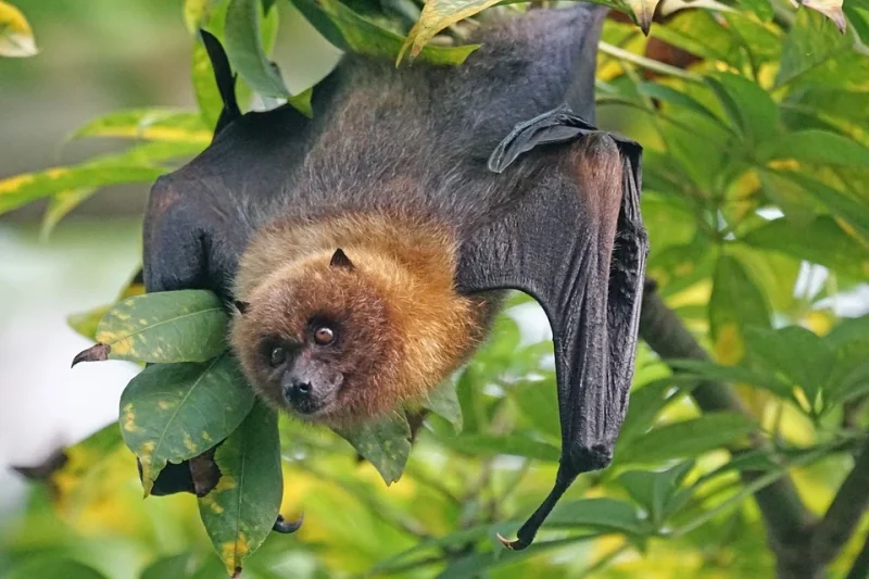 A bat hangs on a branch
