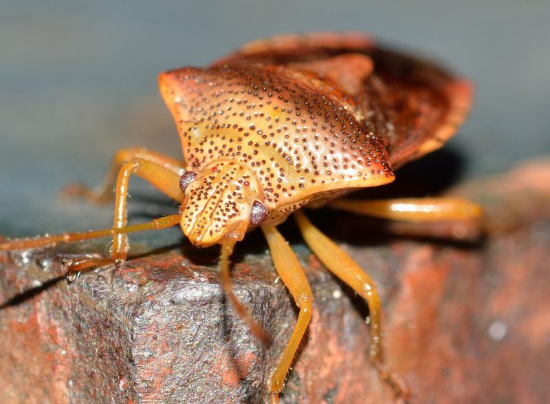 Red bug close up