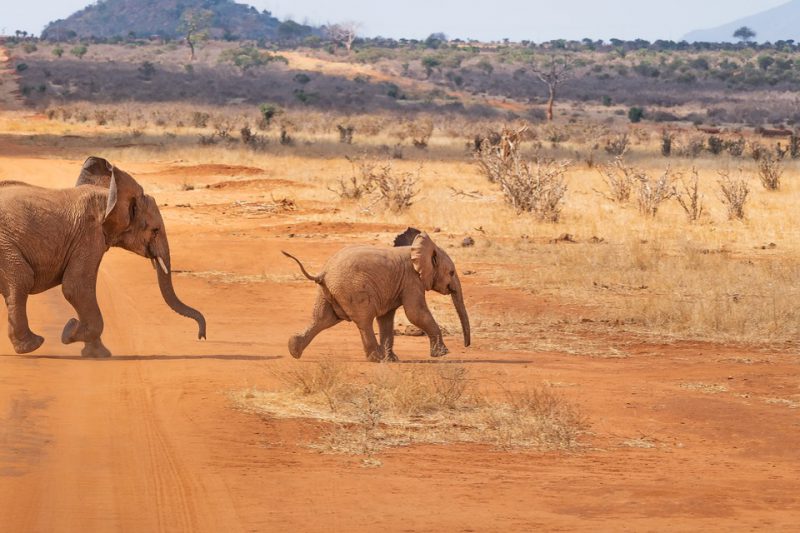 Baby elephant running