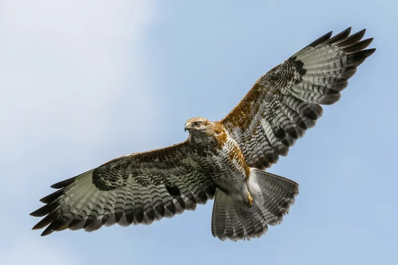 Picture of a falcon in full flight