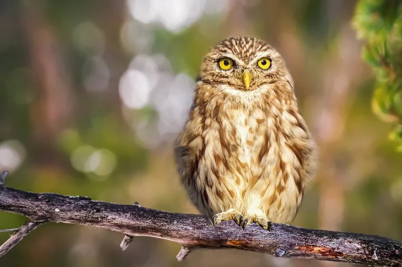 Owl on a branch