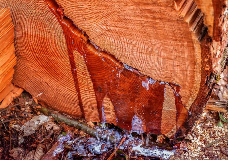 Resin oozes from the tree