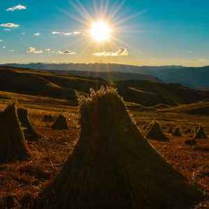 Sheaves in the field