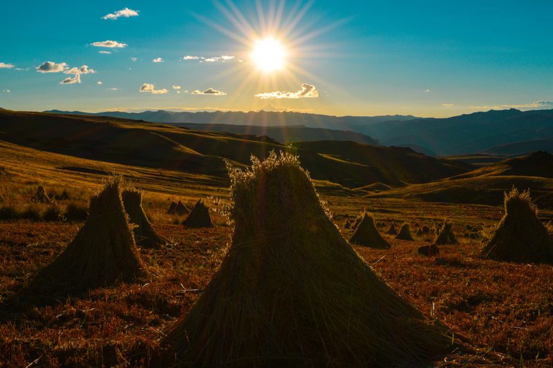 Sheaves in the field