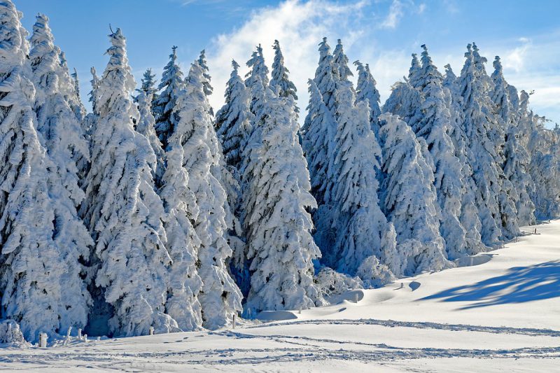 Snow covered evergreen forest