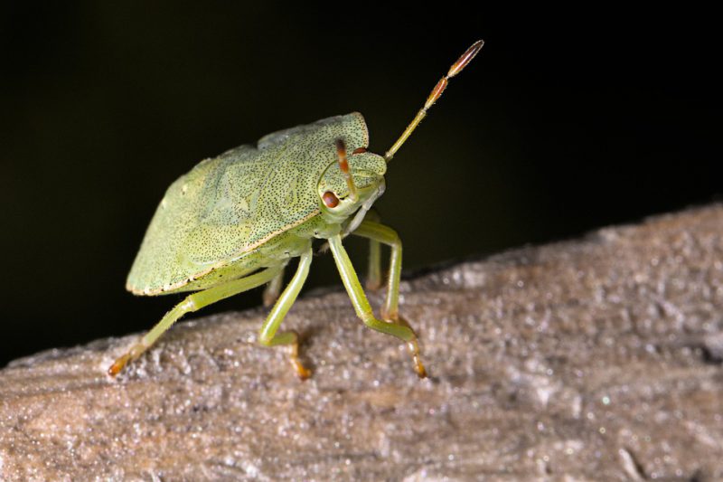 Stink bug up close