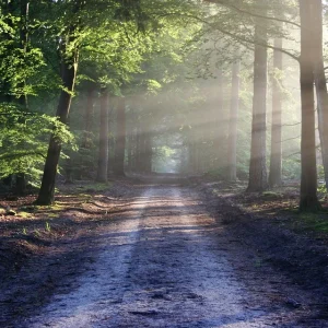 A forest trail with piercing rays of the sun
