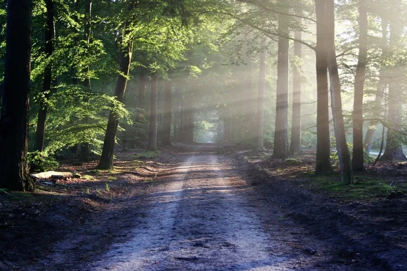 A forest trail with piercing rays of the sun