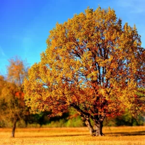 A picture of a tree in autumn