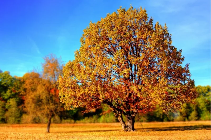 A picture of a tree in autumn