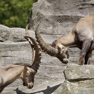Two chamois on a rock