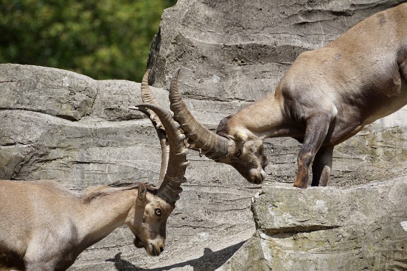 Two chamois on a rock