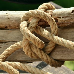 Old tree tied with rope